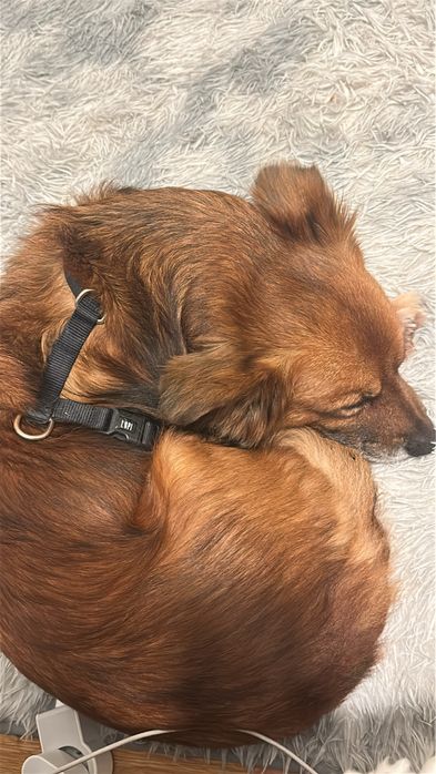 Cãozinho para adoção