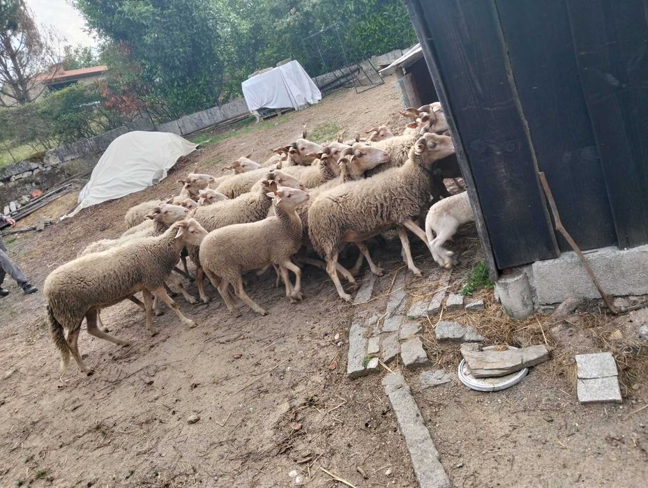 Tenho  disponível  rebanho ,várias fêmeas , crias e carneiro .