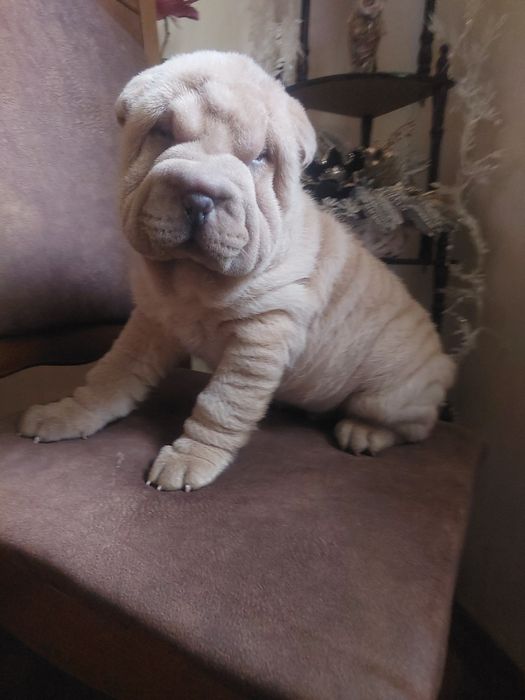 Изабелловый мальчик шарпея.