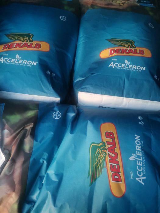 Насіння кукурудзи ДКС 3972 ФАО 300 Monsanto Монсанто