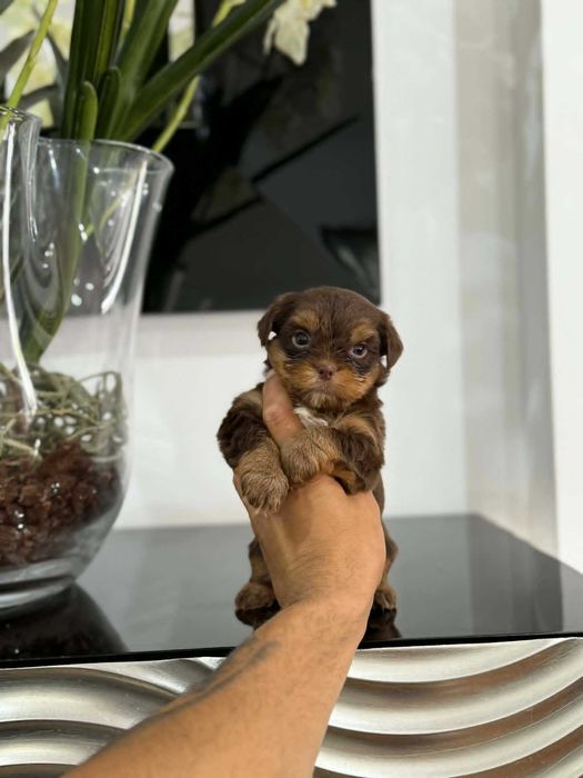 Yorkshire Terrier  Miniatura  MACHO CHOCOLATE AFOGUEADO