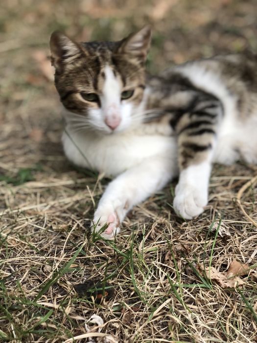 Котик 3 года,отдам надежным людям.