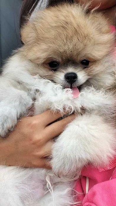 Lulu da Pomerânia Macho com LOP (Pedigree) e Afixo