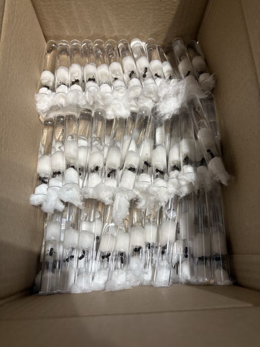 mrówki messor barbarus