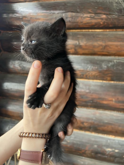 Віддам в дар кошеня