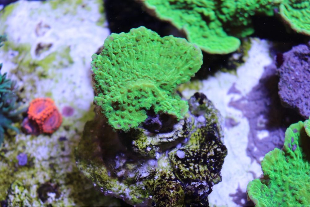 6 Montipota Toxic Green Morskie FLUOLAMPS WYSYLKI