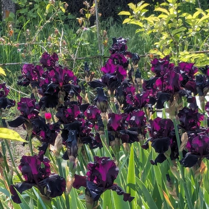 Іриси темні назва втрачена