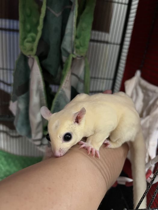 Samiec lotopałanki karłowatej – leucistic