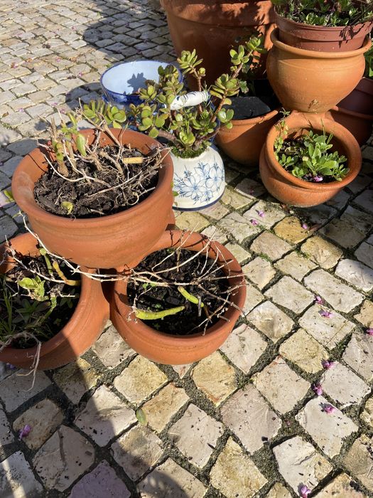 4 vasos originais apenas 10€