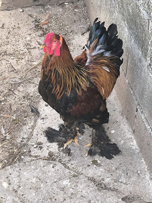 Galo Brahma Prediz