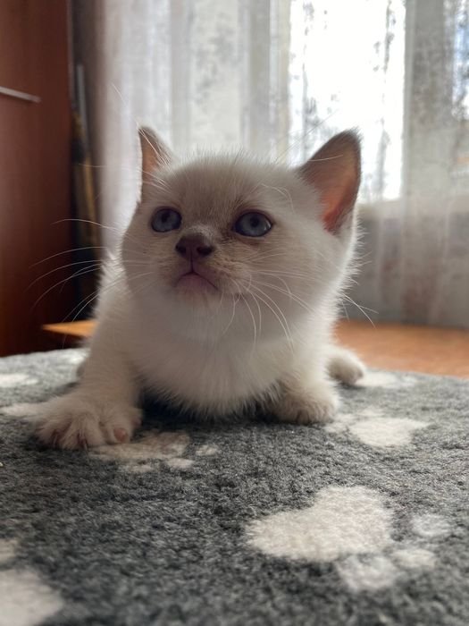 Шотланские котята