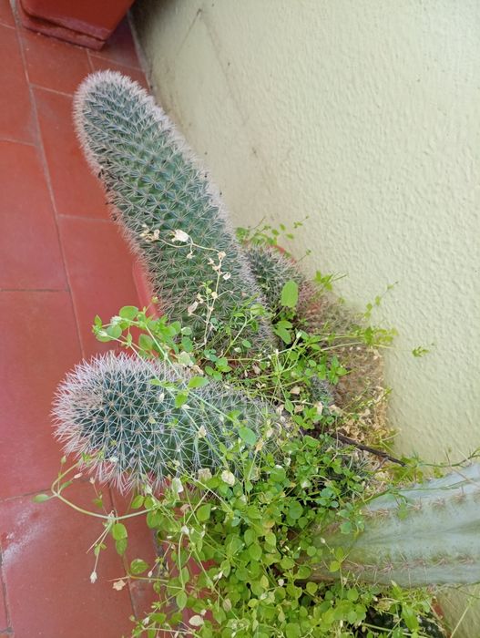 Vaso com Cactos - Duas espécies