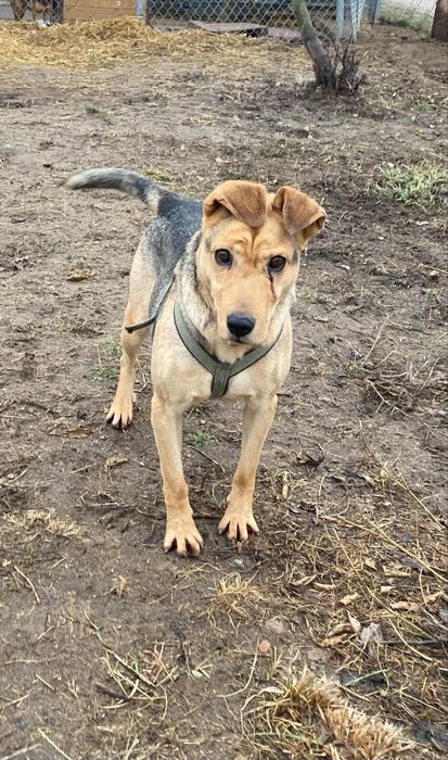 Merida Waleczna do adopcji