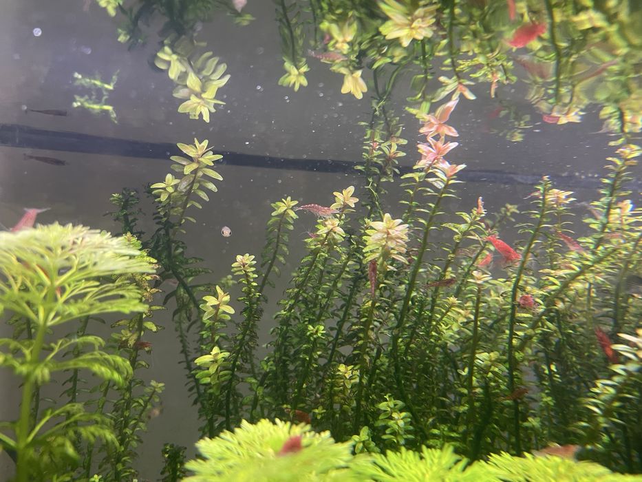 Krewetki chery red neocardina