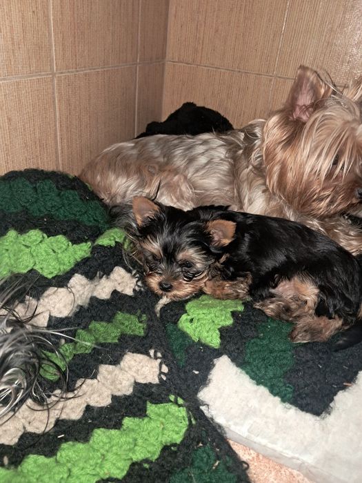 Продам  цуценя йорка.