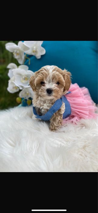 Маленькі красиві дітки мальтипу