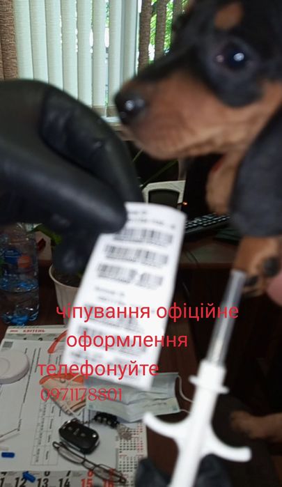 Міні-такса повністю готова переїздити за кордон