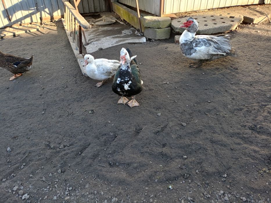 Zamienię kaczki piżmowe francuskie