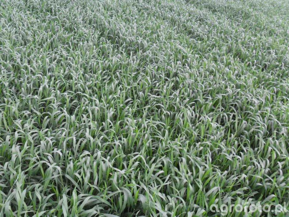 Pszenżyto Jare Dublet