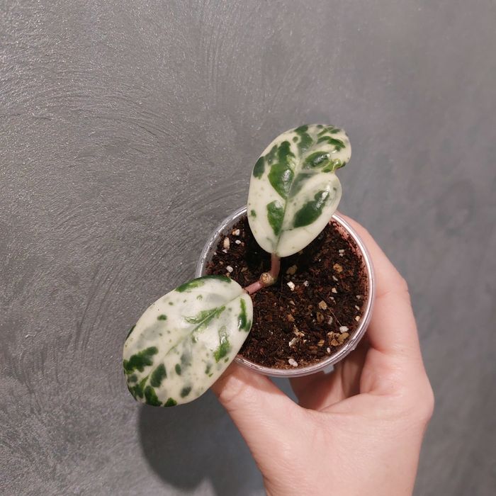 Hoya Carnosa Madara