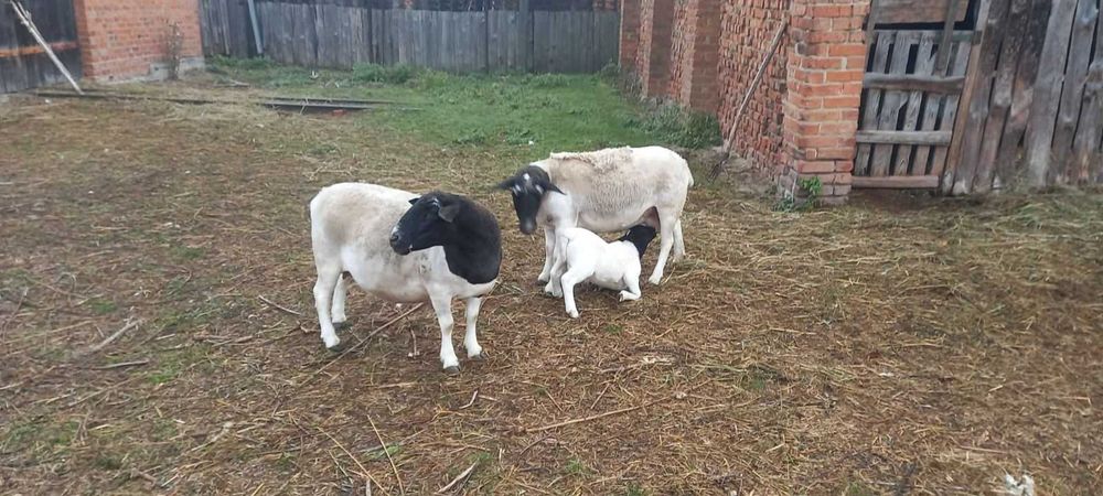 Продам вівці ДОРПЕР