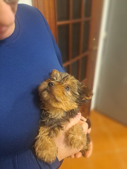 Yorkshire terrier macho