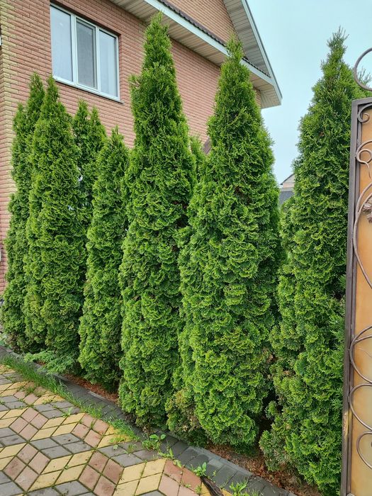 Туя смарагд вискоросла від 2.0м до 4.0м, відкритий грунт