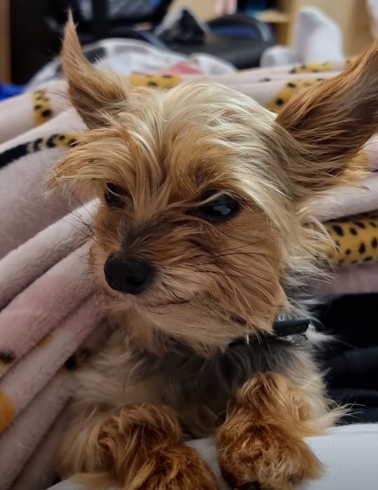 Zaginęła suczka,częstochowa błeszno ,wrzosowa