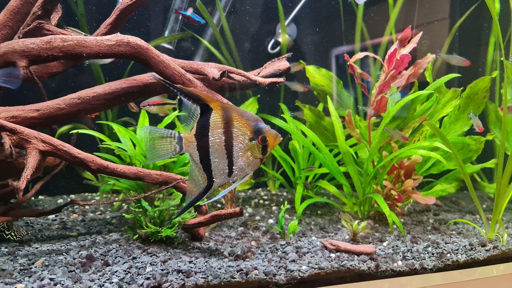 Rio Naney Altum 18 cm
