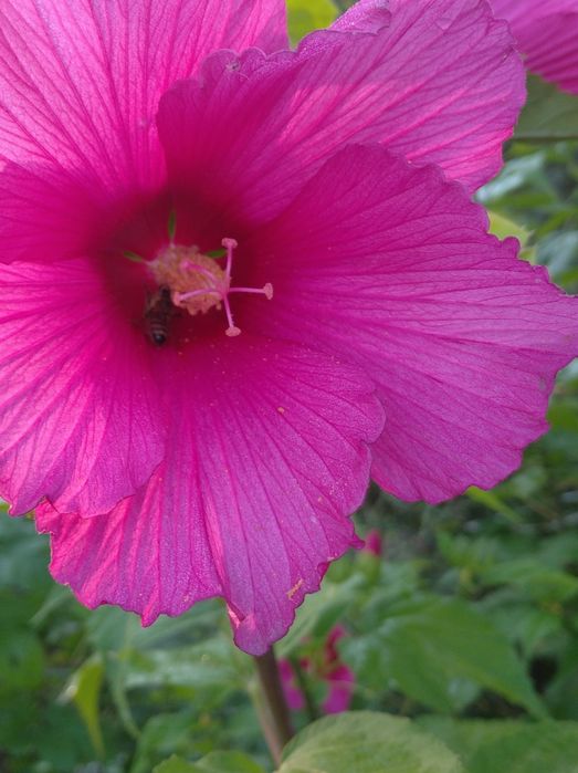 Саджанці плодово-ягідних та інших рослин