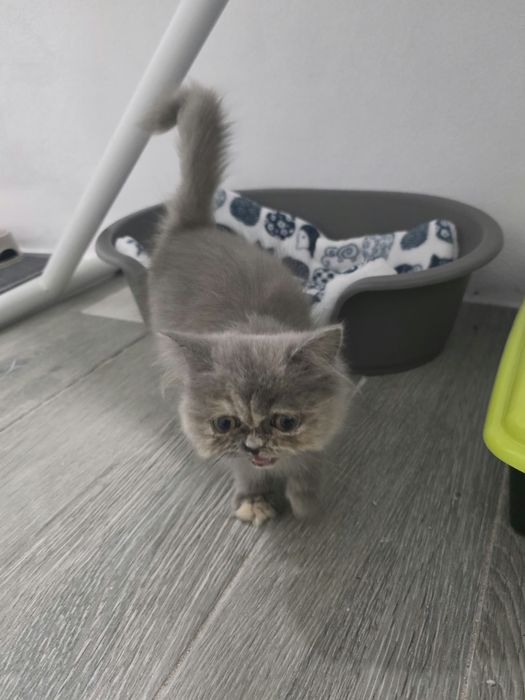 Gatinha persa com 3 meses