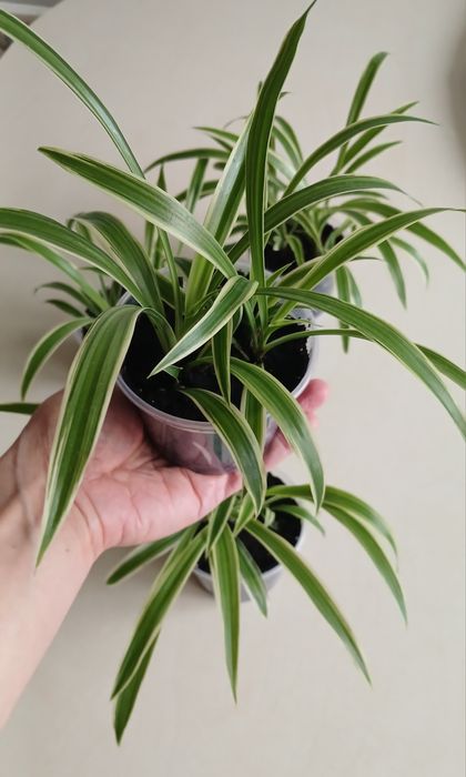 Хлорофітум океан