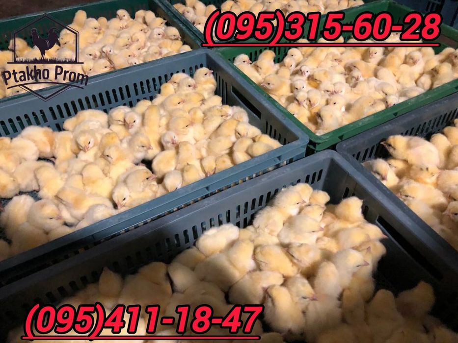 Бройлер добовий КОББ -500