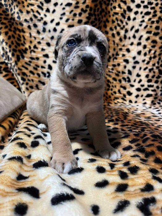 Amstaff suczka merle