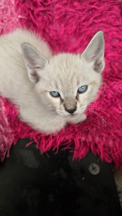 Gatinhos para adoção responsável