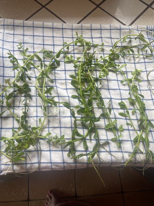 Roslinki z przycinki