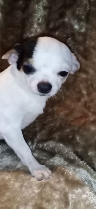 Взрослый мальчик чихуахуа