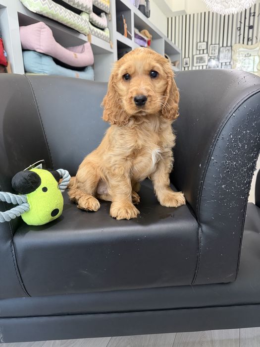 Cocker  menino lindo