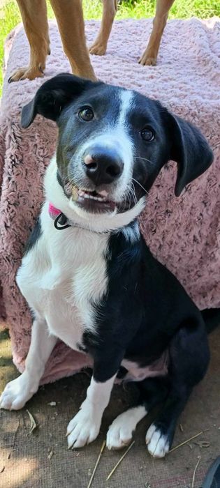 Wally do adopcji! Sandomierz