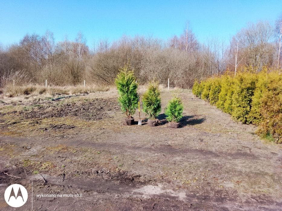 Gęsta Tuja (tuje) Brabant Prosto z Plantacji.