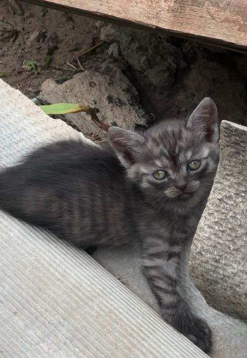 Гарнющі кошенята шукають родини!