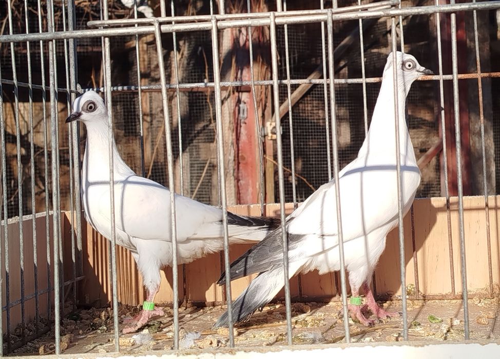 Gołąb wiedeński lotny