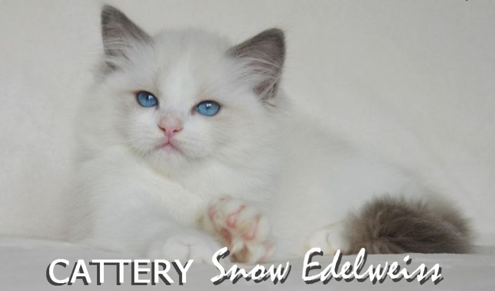 #Котята РЭГДОЛЛ/Ragdoll ORIGINAL 100% Питомник WCF