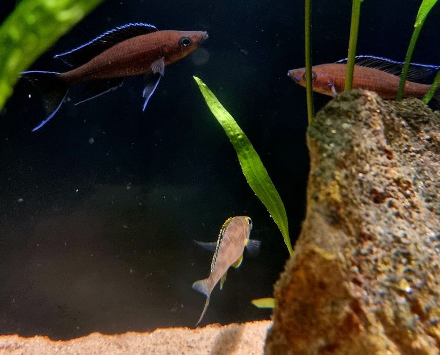 Paracyprichromis nigripinnis Izinga