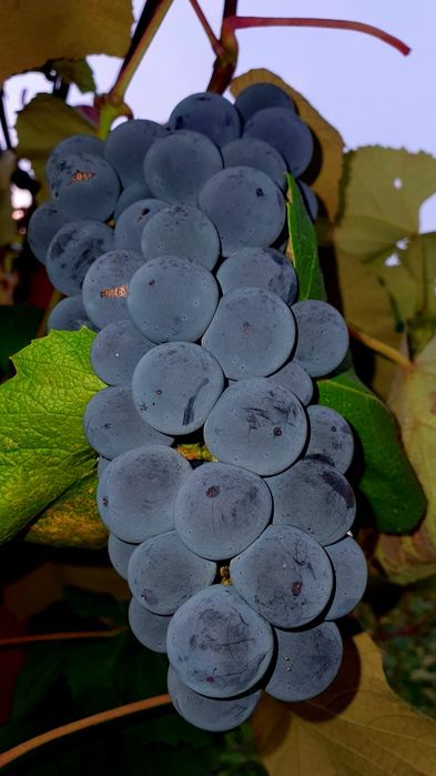 Winogrono ekologoczne