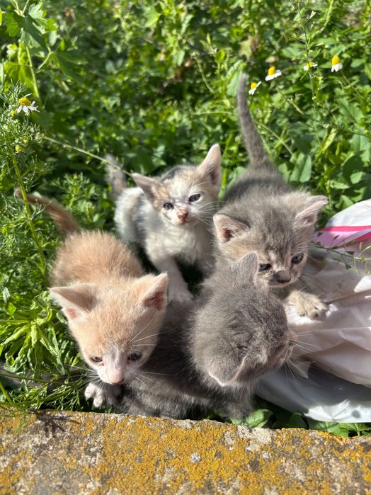 Віддам у добрі руки чарівних кошенят