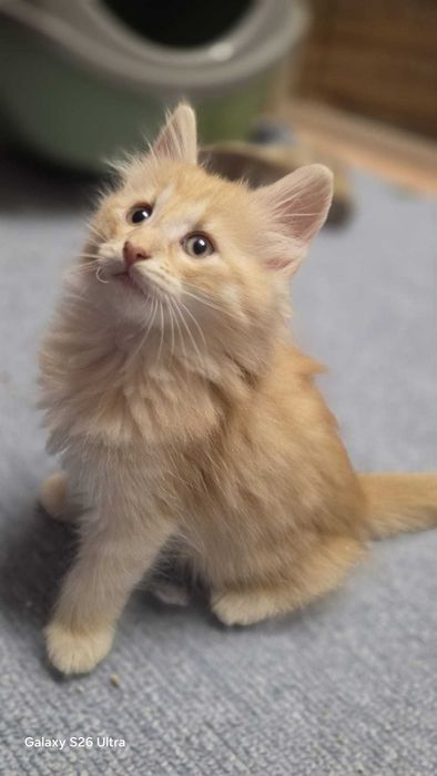 Gatinho Bébe da raça  Bosque da Noruega