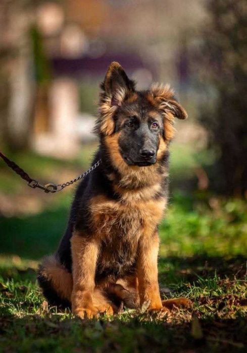 Продам  довгошерстного хлопчика німецької вівчарки. КСУ.