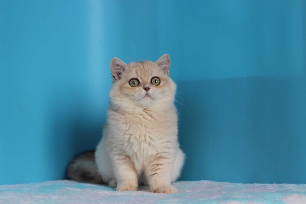 Блакитний золотий котик