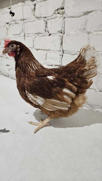 KURY Nioski młode zdrowe z pierwszym jajkiem ! Rossa Messa Dominant !!